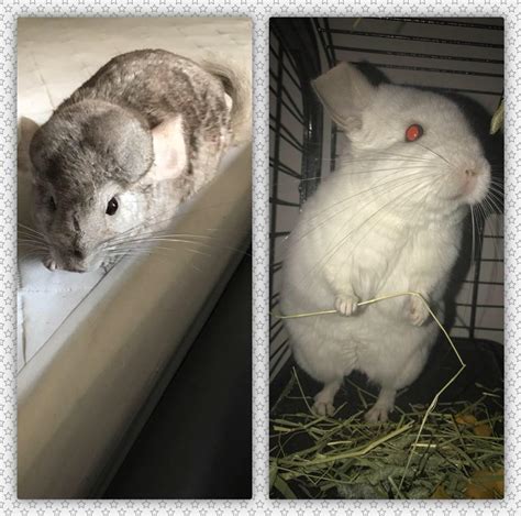 chinchillas for free adoption.